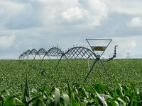 13059 Irrigation du maïs dans le Marais poitevin 