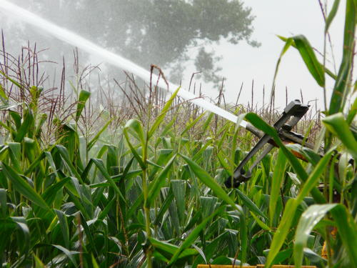 Irrigation du maïs dans le Marais poitevin