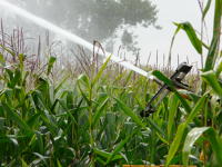 13052 Irrigation du maïs dans le Marais poitevin 