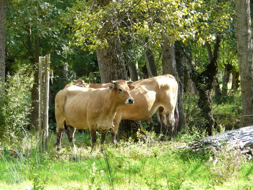 Vaches maraîchines dans le marais mouillé