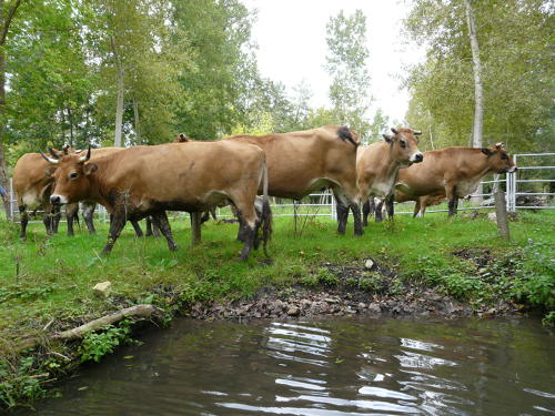 Vaches maraîchine dans le marais mouillé