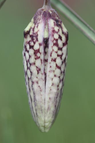 Fritillaire pintade ou Fritillaria meleagris