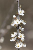 11935 Branche de prunellier ou buisson noir en fleurs 