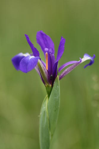 Iris maritime ou Iris spuria