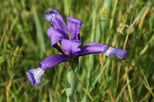 Iris maritime ou Iris spuria
