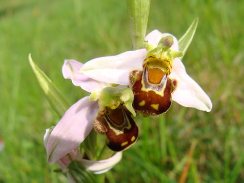 Ophrys apifera ou ophrys abeille