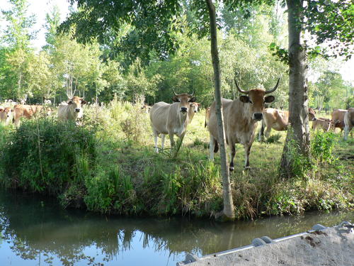 Vaches maraîchines dans le marais mouillé