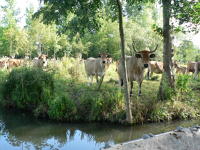 13331 Vaches maraîchines dans le marais mouillé 