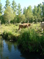 13329 Vaches maraîchines dans le marais mouillé 