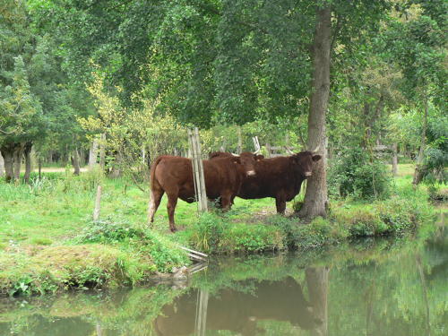 Vache dans le marais mouillé