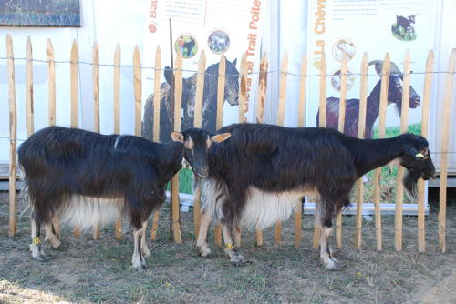Chèvres poitevine - Fête du Parc à Marans, le 27 septembre 2009