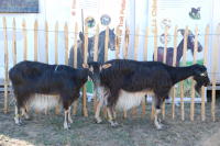 13363 Chèvres poitevine - Fête du Parc à Marans, le 27 septembre 2009 