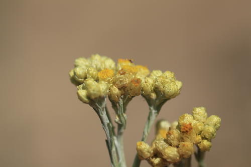 Immortelle des sables ou Helichrysum arenarium