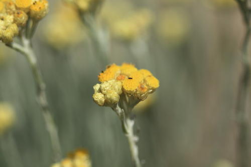 Immortelle des sables ou Helichrysum arenarium
