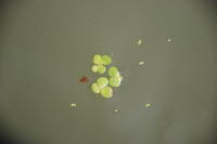 10517 Lentilles d'eau - Venise verte 