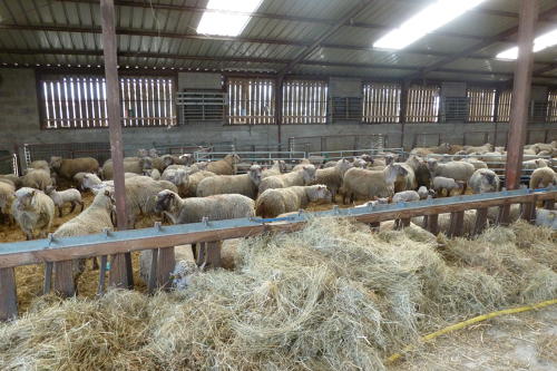 Élevage de moutons à la ferme de la Prée-Mizottiere