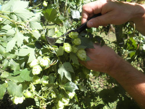 Récolte du Houblon, plante grimpante utilisé pour la fabrication de la bière