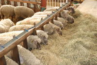11193 Moutons 