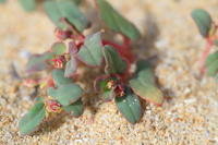 11832 Euphorbia peplis 
