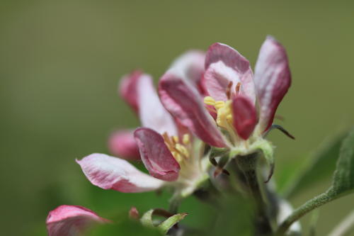 Fleurs de pommier