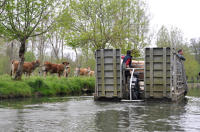 13086 La Garette - Transport des animaux en chaland-bétaillère. Marais poitevin 