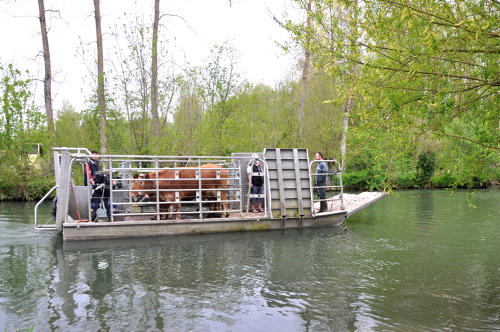 La Garette - Transport des animaux en chaland-bétaillère. Marais poitevin