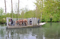 13083 La Garette - Transport des animaux en chaland-bétaillère. Marais poitevin 
