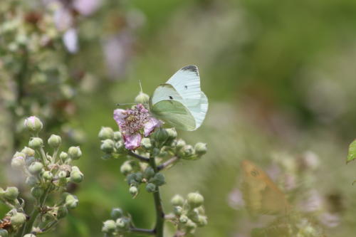 Piéride du Navet (La), Papillon blanc veiné de vert (Le