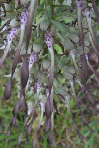 Orchis bouc, Himantoglosse à odeur de bouc