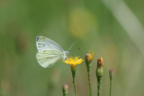 Piéride du Navet (La), Papillon blanc veiné de vert (Le)