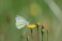 12924 Piéride du Navet (La), Papillon blanc veiné de vert (Le) 