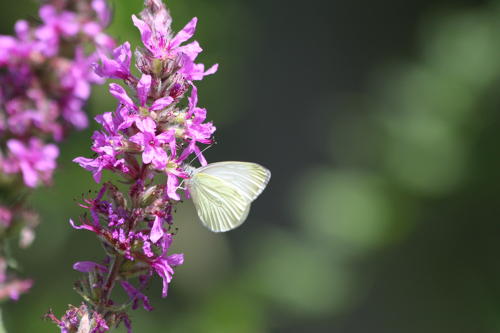 Piéride du Navet (La), Papillon blanc veiné de vert (Le)