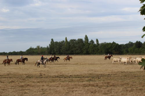 Marais communal de Lairoux - Sortie des animaux en fin d'été