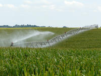 13054 Irrigation du maïs dans le Marais poitevin 