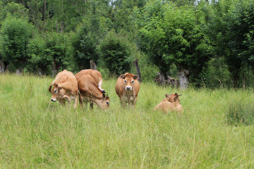Vaches maraîchines dans une prairie du marais mouillé