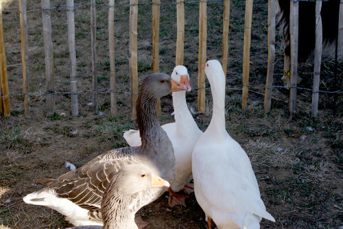 Oies grises et blanches - Fête du Parc à Marans, le 27 septembre 2009