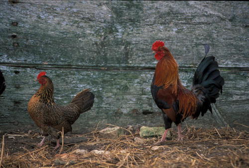Une poule et un coq de Marans noir cuivré