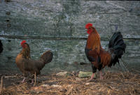 13469 Une poule et un coq de Marans noir cuivré 