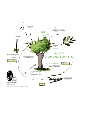 Schéma du cycle d'action de la chalarose du frêne