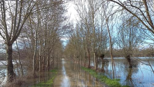 Chemin inondé dans le Marais poitevin - 14 février 2016
