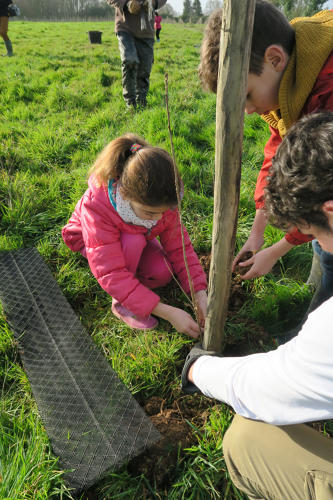 Des élèves de 3 classes (du CP au CM1) plantent des arbres à Rosnay