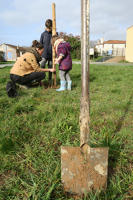 14057 Des élèves de 3 classes (du CP au CM1) plantent des arbres à Rosnay 