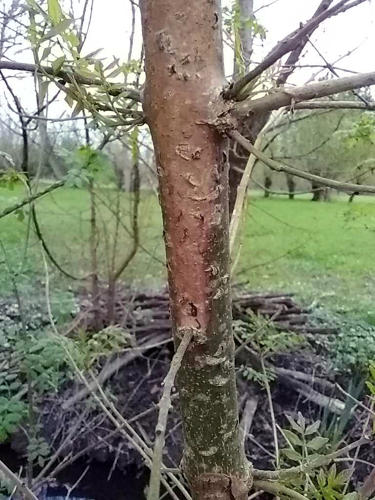 Nécrose du à la chalarose sur un frêne
