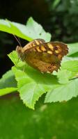 14571 Papillon de jour : le Tircis, appelé aussi l'Argus des Bois ou l'Égérie 