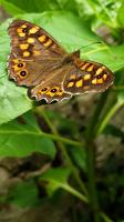 14568 Papillon de jour : le Tircis, appelé aussi l'Argus des Bois ou l'Égérie 