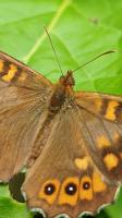 14569 Papillon de jour : le Tircis, appelé aussi l'Argus des Bois ou l'Égérie 