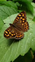 14567 Papillon de jour : le Tircis, appelé aussi l'Argus des Bois ou l'Égérie 