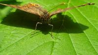 14565 Papillon de jour : le Tircis, appelé aussi l'Argus des Bois ou l'Égérie 