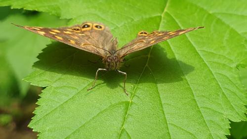 Papillon de jour : le Tircis, appelé aussi l'Argus des Bois ou l'Égérie