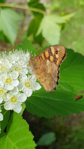 Papillon de jour : le Tircis, appelé aussi l'Argus des Bois ou l'Égérie